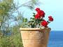 The Greek Island of Zakynthos is bathed in geraniums and flowers